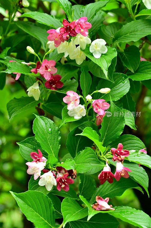 Weigela coraeensis花